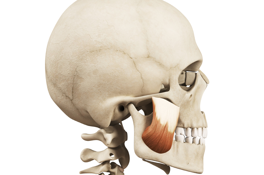 tmj muscle on skeleton